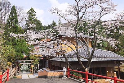 本部の桜が満開