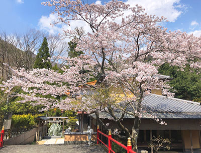 本部の桜が開花