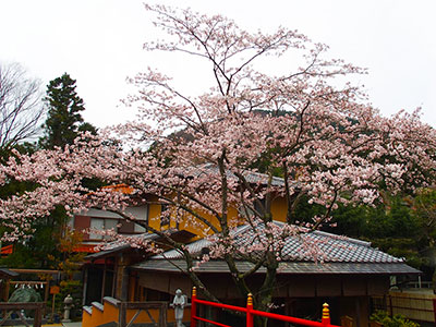 本部の桜が開花