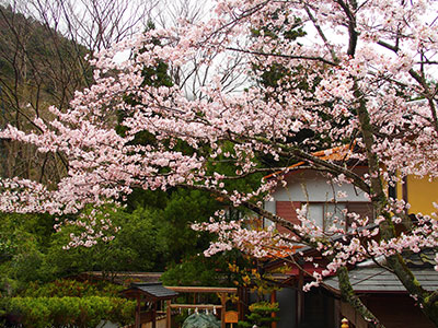本部の桜が開花