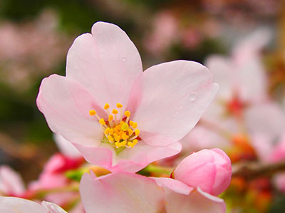 本部の桜が開花
