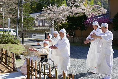 本部の桜が開花