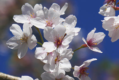 本部の桜が開花