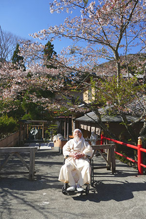 本部の桜が開花