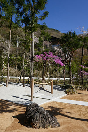 本部の桜が開花