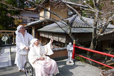 本部の桜が開花