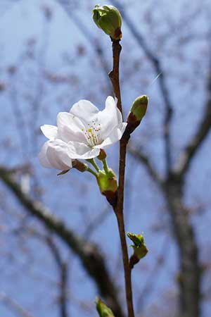 本部の桜が開花