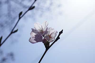 本部の桜が開花