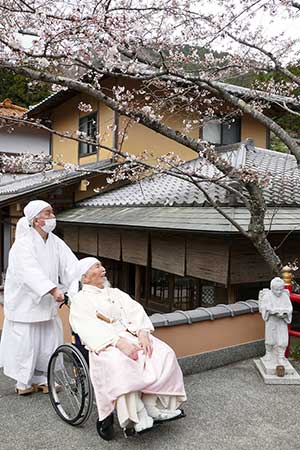 本部の桜が開花