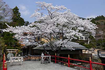 本部の桜が開花