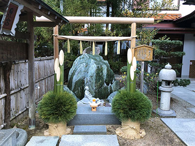 本部の桜が開花