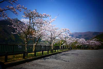 本部の桜が開花