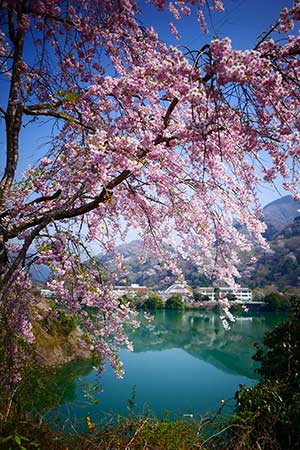 本部の桜が開花