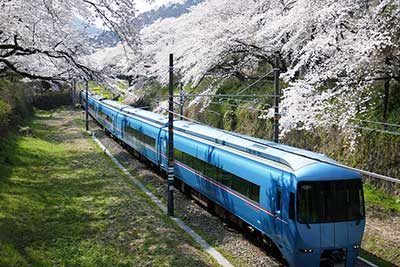 本部の桜が開花